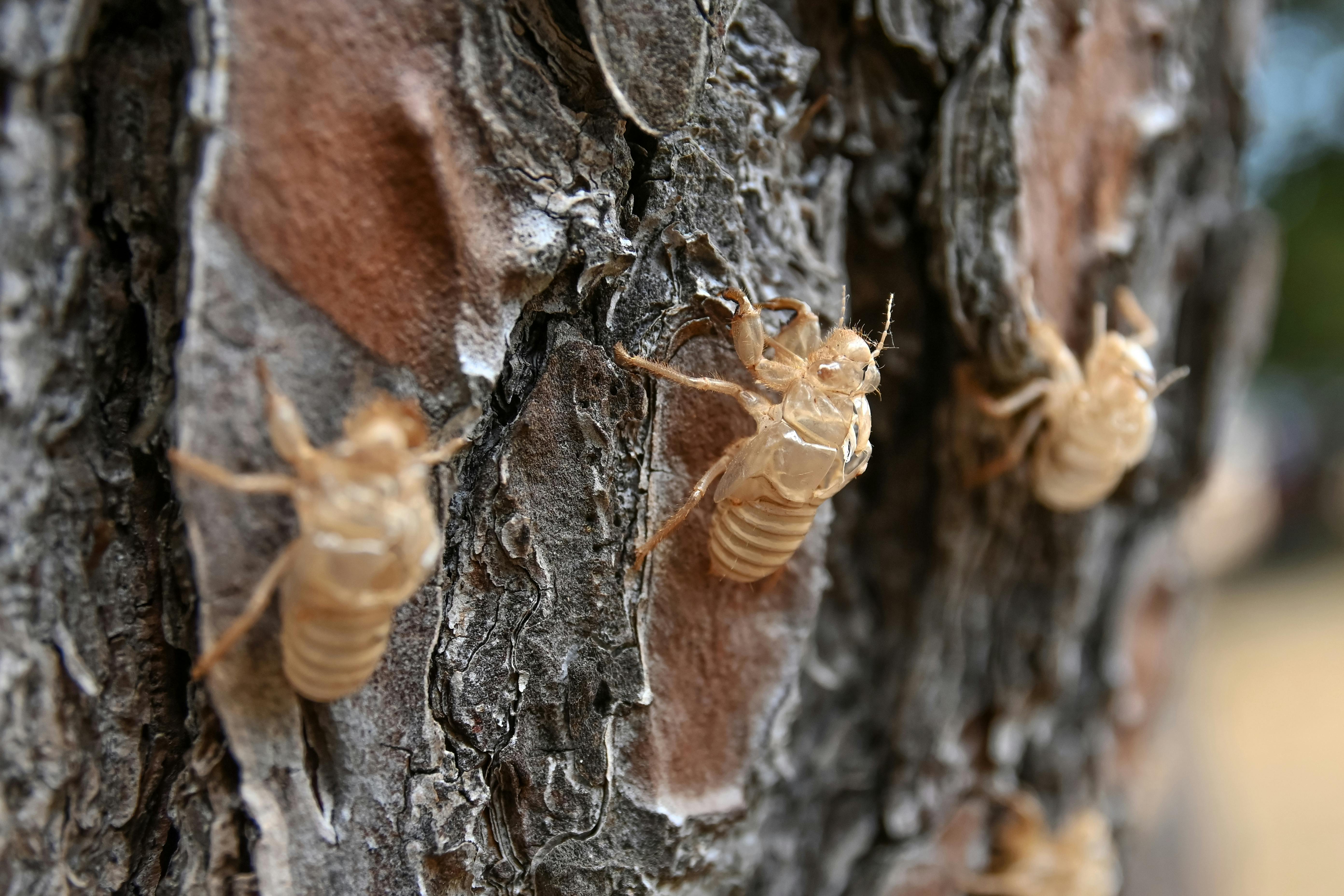 Mapping Cicada Habitats: How Technology Identifies Biodiversity Hotspots